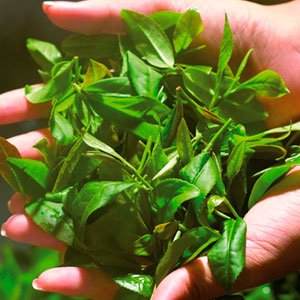 Té verde: Una bebida antioxidante milenaria